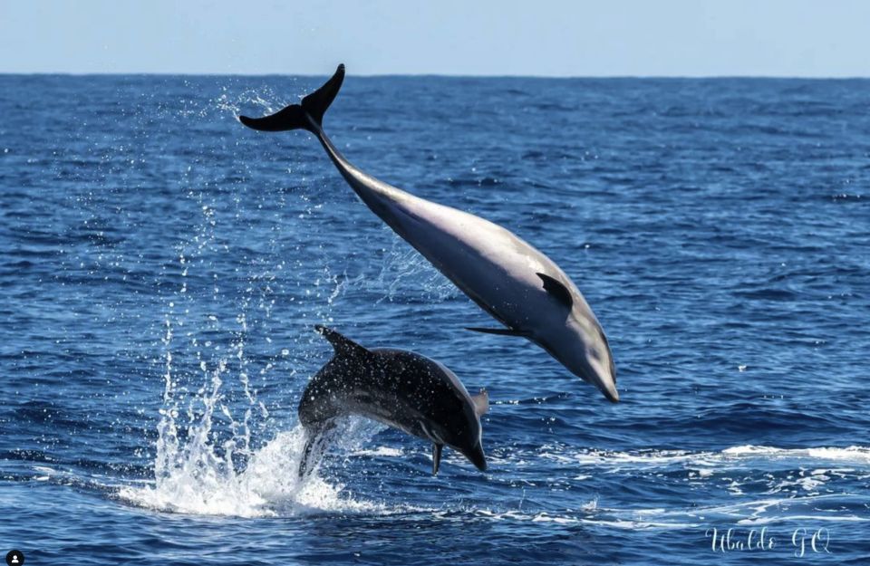Los Gigantes: Dolphin and Whale Watching Tour with Drinks - Should you book the Los Gigantes dolphin and whale tour with drinks?