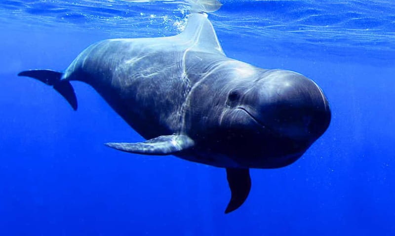 Los Gigantes: Dolphin and Whale Watching Tour with Drinks - Masca and Los Gigantes cliffs: where the photos come from