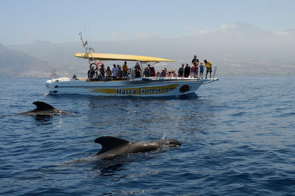 Los Gigantes: Dolphin & Whale Watching Cruise with Swim Stop - Swim Stop Details You’ll Actually Care About