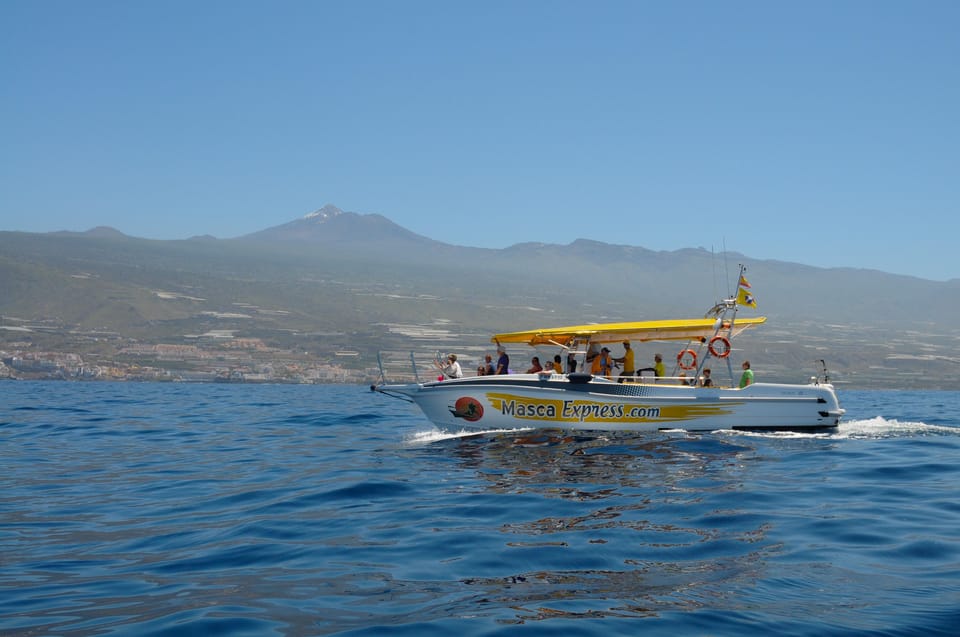 Los Gigantes: Dolphin & Whale Watching Cruise with Swim Stop - Whale and Dolphin Watching in the Teno-Rasca Sanctuary (Without Fake Certainty)