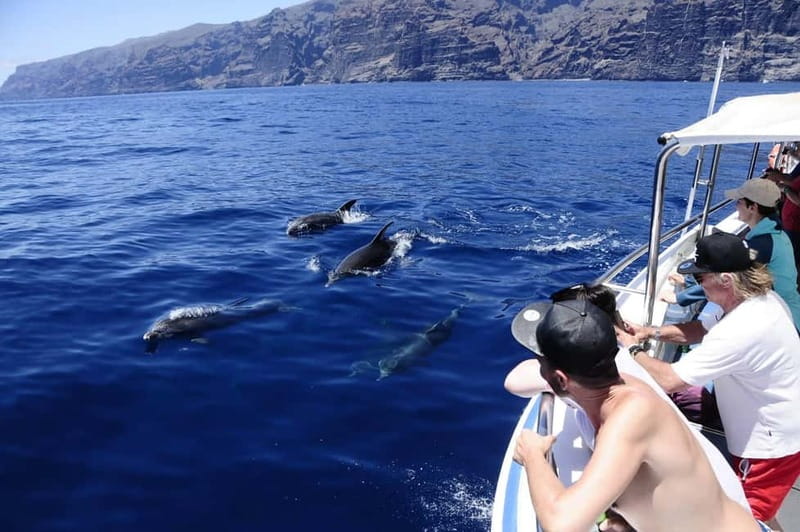 Los Gigantes: Whale or dolphin watching and swimming tour in Masca - Wildlife watching from Los Gigantes: what you’ll likely see (and what you should not assume)