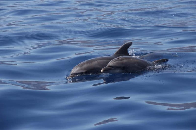 Los Gigantes: Whale or dolphin watching and swimming tour in Masca - What to bring so you don’t waste the best part