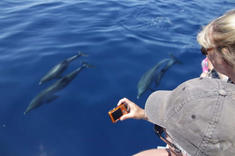 Los Gigantes: Whale or dolphin watching and swimming tour in Masca - The 2-hour rhythm: how the trip is paced on the water