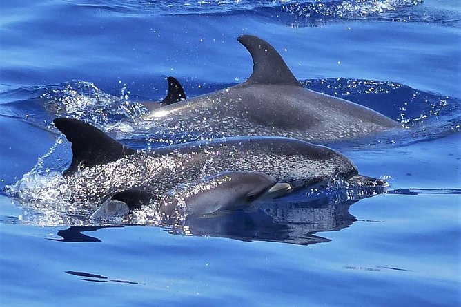 Los Gigantes Whale Watching Charter by Sail Boat - Quick take: what you really get on this Los Gigantes sail