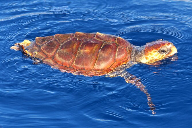 Los Gigantes Whale Watching Charter by Sail Boat - The Bavaria Cruiser experience: space, comfort, and deck time