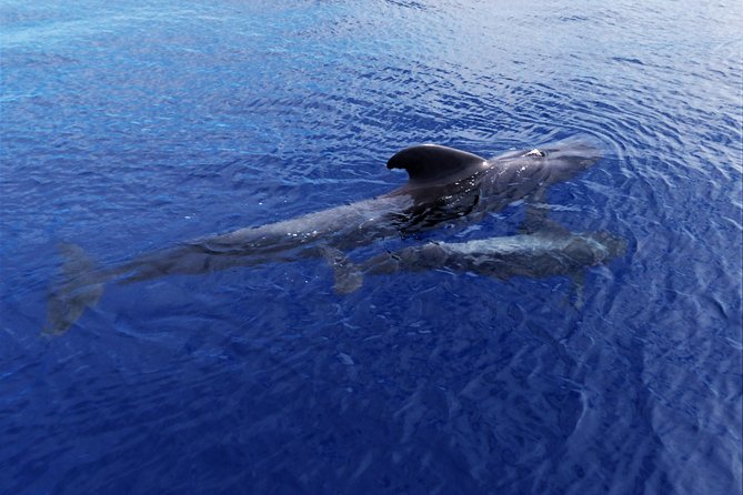 Los Gigantes Whale Watching Charter by Sail Boat - Meeting point and timing: make parking your first mission