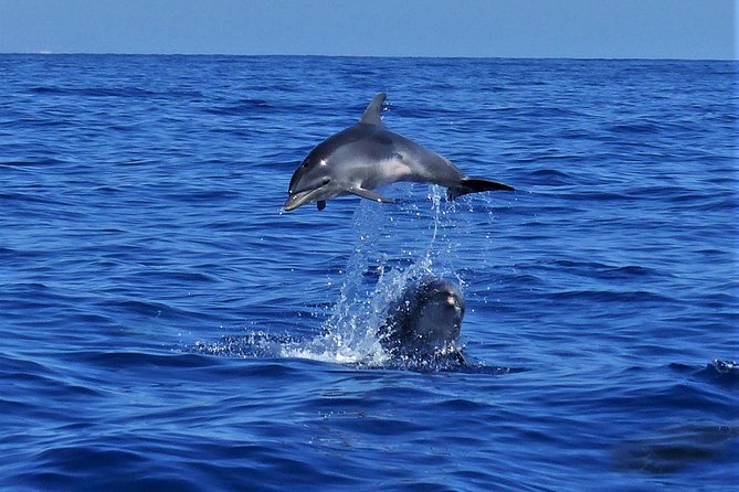 Los Gigantes Whale Watching Charter by Sail Boat - Who this excursion fits best (and who may want to skip it)