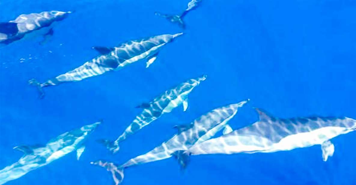 Los Gigantes: Whales and Dolphin Watching Cruise with Lunch - Key Highlights You Should Know Before You Go