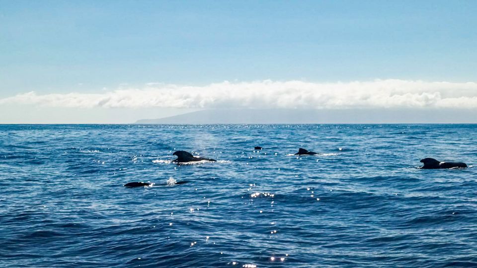 Los Gigantes: Whales and Dolphin Watching Cruise with Lunch - Should You Book Los Gigantes Whales and Dolphin Watching With Lunch?