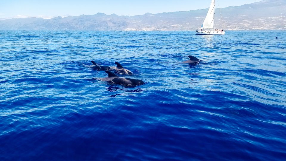 Los Gigantes: Whales and Dolphin Watching Cruise with Lunch - From MPC Yacht Charter to Whale Spotting Off Los Gigantes