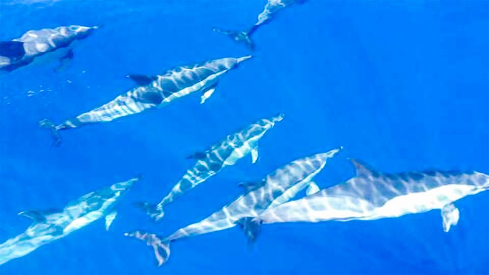 Los Gigantes: Whales and Dolphin Watching Cruise with Lunch - Lunch and Drinks on Board: What’s Included and What to Expect