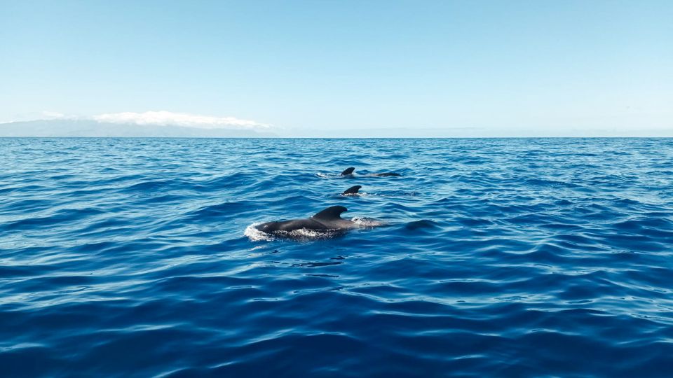 Los Gigantes: Whales and Dolphin Watching Cruise with Lunch - The Best Part: Cliffs of the Giants and a Cove Swim Stop