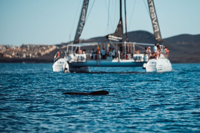 Luxury Catamaran Cruise with Brunch and Unlimited Drinks - Coastal Highlights: Las Galletas, Punta Rasca, Diego Hernández, and Los Cristianos