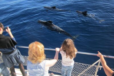 Most Famous Catamaran in Tenerife Island (2 hours and 3 hours tours) - How to Find Puerto Colón Gate 4 (and board without stress)