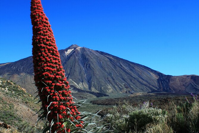 Mount Teide Quad Day Trip in Tenerife National Park - Photos at the end: the €20 per person choice