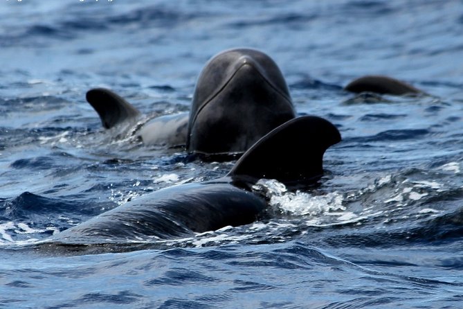No chase Whale & Dolphin tour putting Marine Life first - we care - A No-Chase Sail from Los Cristianos on a Bahriyeli Gulet