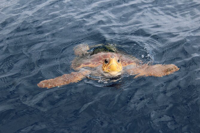 No chase Whale & Dolphin tour putting Marine Life first - we care - Boat Comfort, Toilets, and How to Choose Your Spot