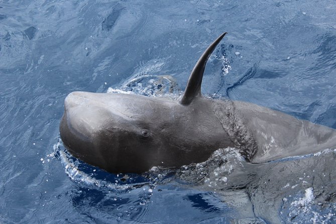 No chase Whale & Dolphin tour putting Marine Life first - we care - Expert Marine Life Specialists and the Value of Explanations