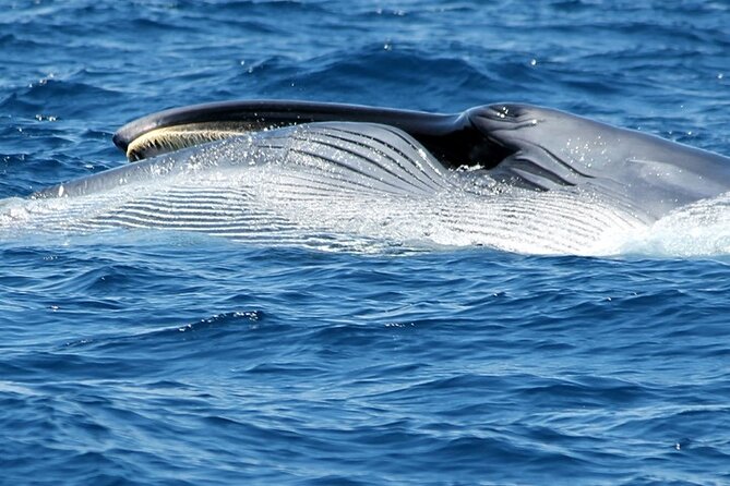 No chase Whale & Dolphin tour putting Marine Life first - we care - Who This Trip Fits Best in Tenerife