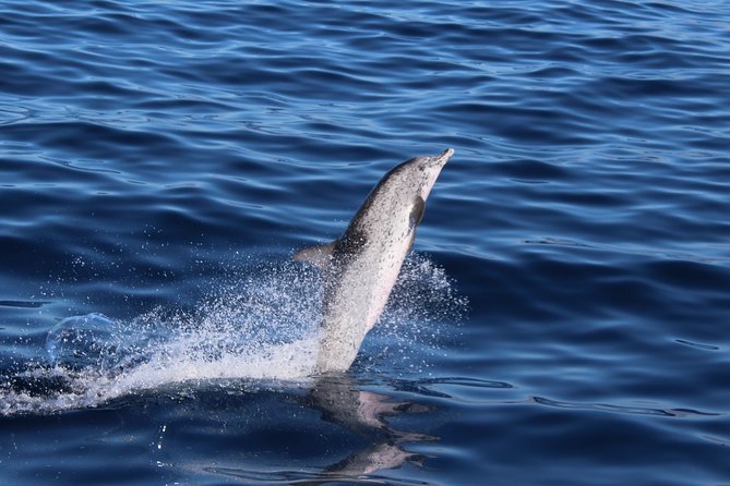 No chase Whale & Dolphin tour putting Marine Life first - we care - Should You Book This No-Chase Whale and Dolphin Tour?