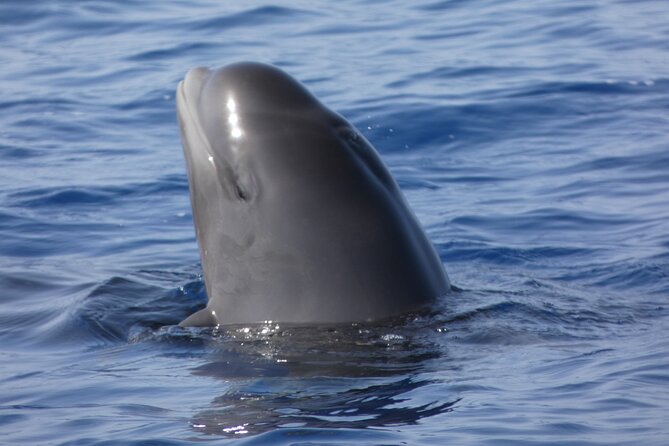 No chase Whale & Dolphin tour putting Marine Life first - we care - Wildlife You Might See (and How to Read the No-Chase Approach)