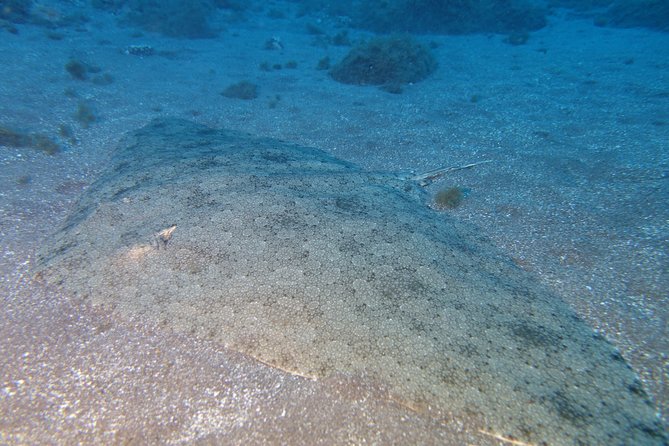 PADI Open Water Diver Course (OWD) - 2.5 days - Tenerife is a smart start for PADI Open Water skills