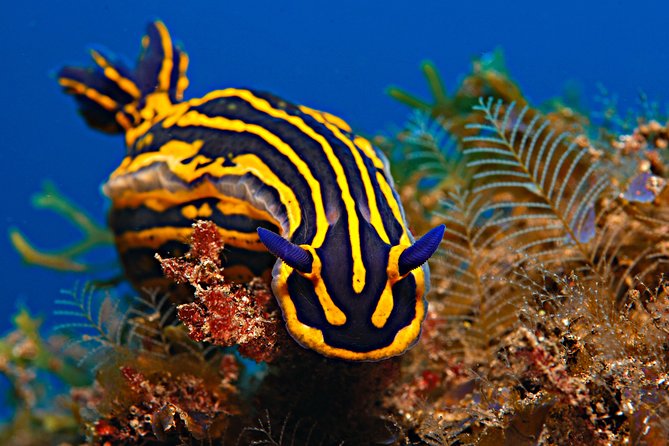PADI Open Water Diver Course (OWD) - 2.5 days - Surface coaching is where your confidence gets built