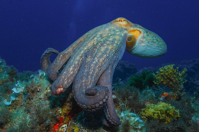 PADI Open Water Diver Course (OWD) - 2.5 days - What you’ll see underwater in Tenerife (and why it matters)