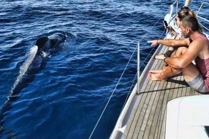 Premium All Inclusive Whale & Dolphin Watching Experience - Why Tenerife’s South Coast Works for Whale Watching Year-Round