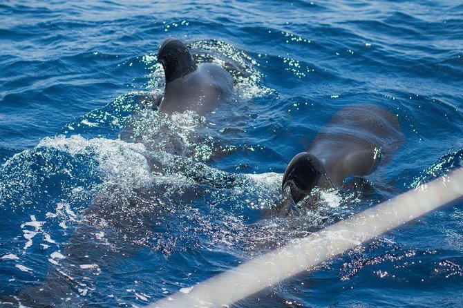Premium All Inclusive Whale & Dolphin Watching Experience - The Skipper Advantage: Finding Spots Instead of Guessing
