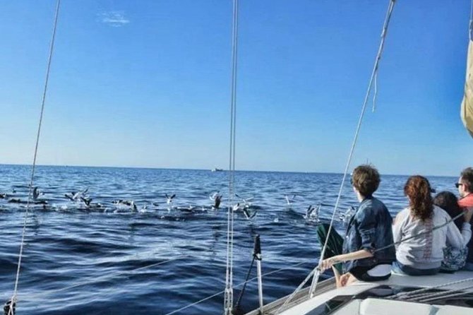 Premium All Inclusive Whale & Dolphin Watching Experience - Weather and Safety: The Unseen Part of Whale Watching
