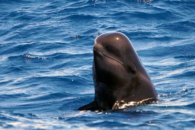 Private 2 hour Whale Watching Tour - Where you start at Puerto Colón Marina, Dock Pantalán No. 3