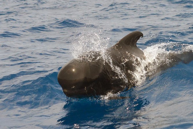 Private 2 hour Whale Watching Tour - The biologist talk and hydrophone listening: science you can actually use