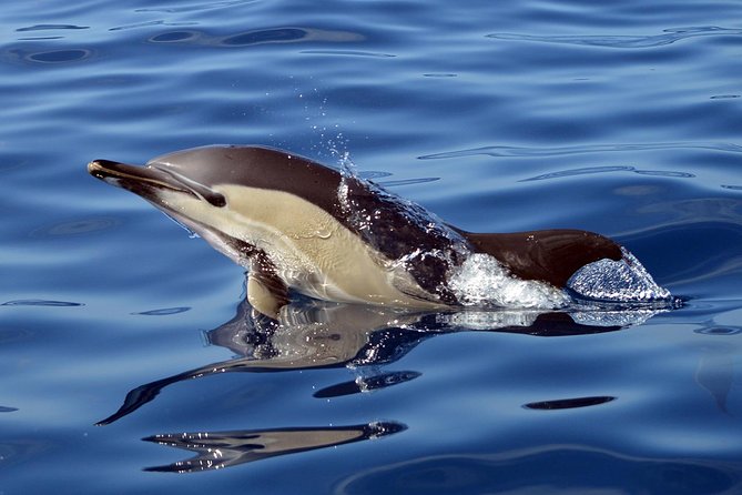 Private 2 hour Whale Watching Tour - How the Captain finds whales and dolphins within 3 miles, respectfully