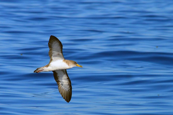 Private 2 hour Whale Watching Tour - Watching is better when someone else handles the photos