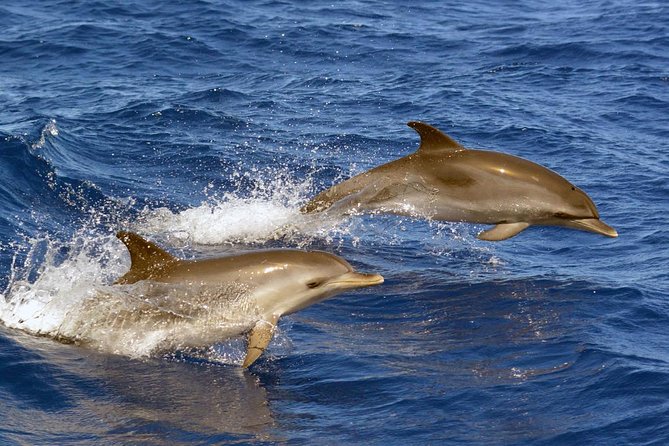 Private 2 hour Whale Watching Tour - Price and value: $617.02 per group up to 10