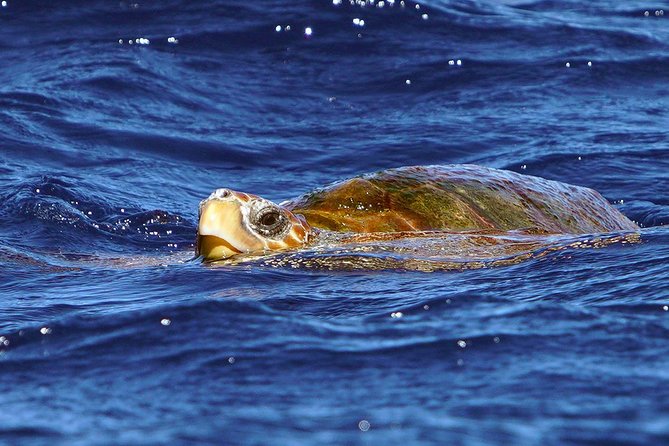 Private 2 hour Whale Watching Tour - Who this private tour suits best (and who should reconsider)