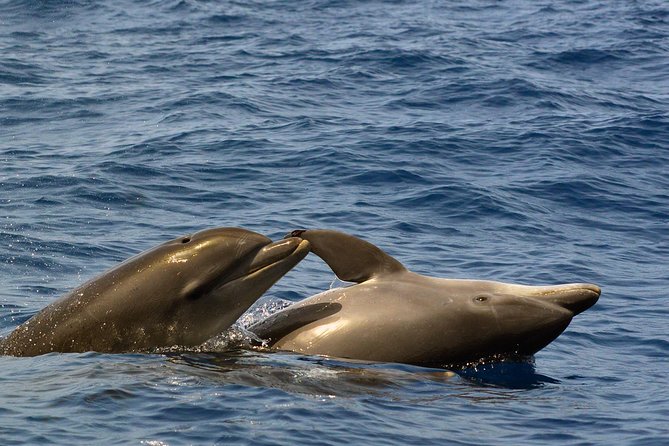 Private 2 hour Whale Watching Tour - Timing, weather, and seasickness reality in Tenerife