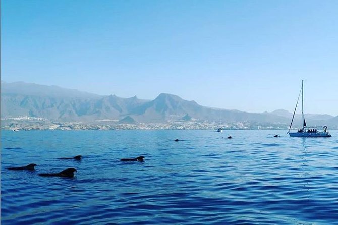 Private Charter in Tenerife south max 7 people - Key things worth knowing before you go