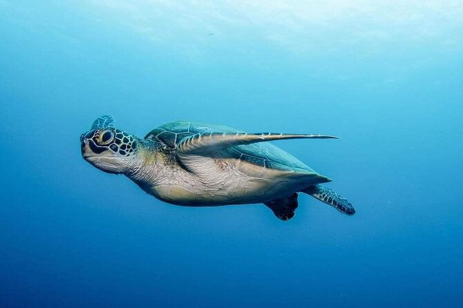 Private Scuba Diving in Tenerife – Certified Instructor & Photos - Gear, included photos, and what you really pay for