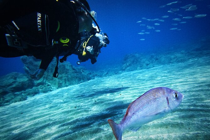 Private Scuba Diving in Tenerife – Certified Instructor & Photos - Wildlife moments: what you might see near Los Cristianos