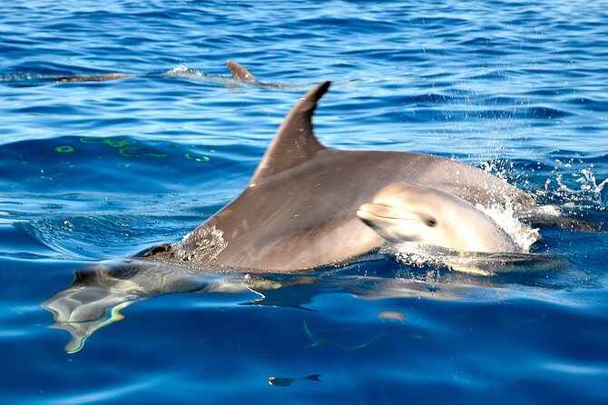 Private Yacht Excursion from Puerto Colon 3 hours - The 3-Hour Cruising Rhythm: Sail, Look, Then Swim or Snorkel