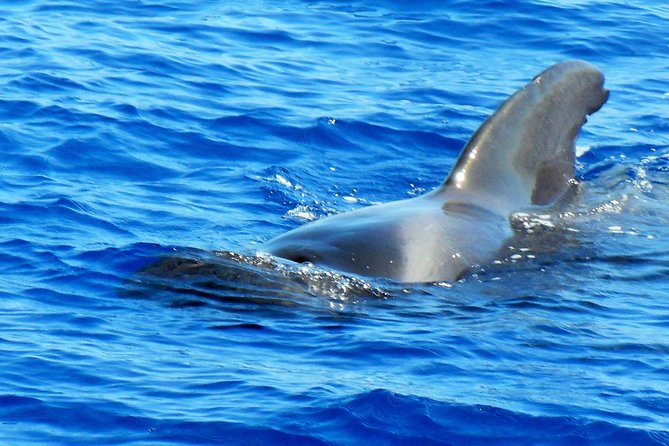 Private Yacht Excursion from Puerto Colon 3 hours - Boarding Roulette’s Luxury Sailboat: Private, Practical, and Calm