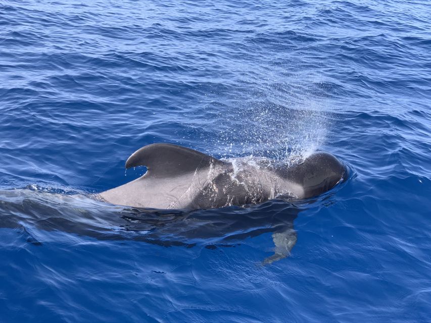 Puerto Colon : Whale & Dolphins Sailing Excursion - Who this tour suits best (and when to consider private)