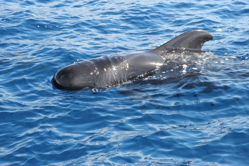 Puerto Colon : Whale & Dolphins Sailing Excursion - From Puerto Colón to the Teno-Rasca Conservation Zone