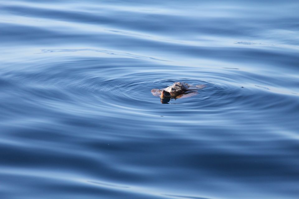 Puerto Colon : Whale & Dolphins Sailing Excursion - Dolphins and turtles at sea: what you can realistically spot