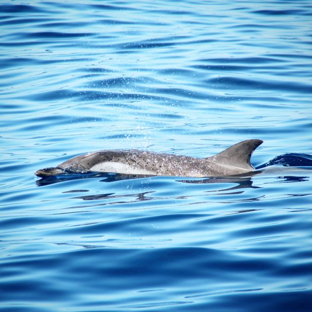 Puerto Colon : Whale & Dolphins Sailing Excursion - The highlight stop: Diego Hernández Beach (Hippie Beach) and snorkeling time