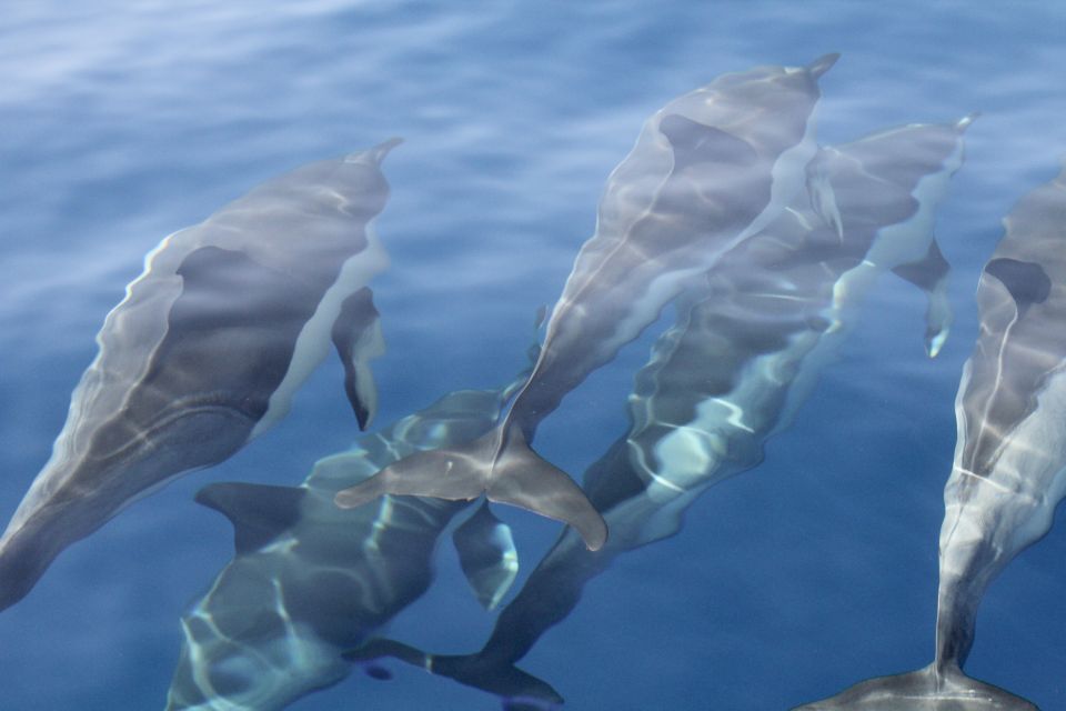 Puerto Colon : Whale & Dolphins Sailing Excursion - Lunch with Canarian cuisine: what you actually get
