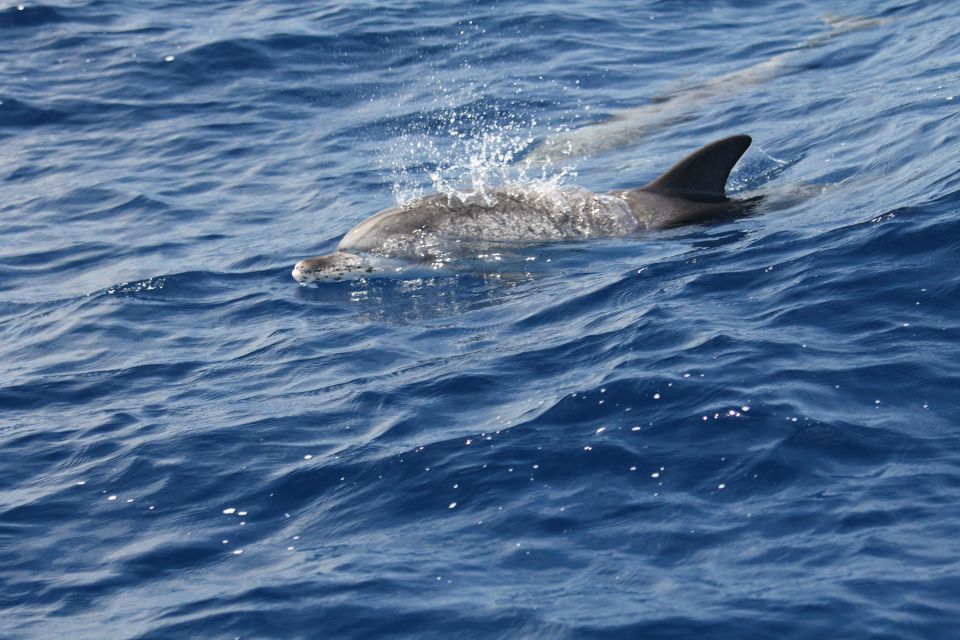 Puerto Colon : Whale & Dolphins Sailing Excursion - Small group comfort: why up to 10 matters on a sailboat