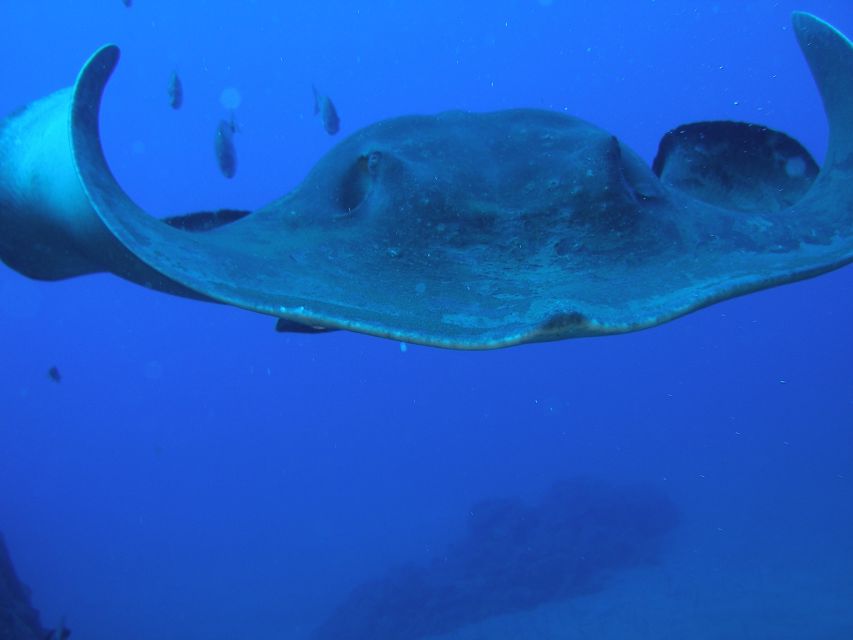Puerto de la Cruz: Submarine Trip and Beach Stop in Tenerife - Price and value: is €/$87 reasonable for this format?